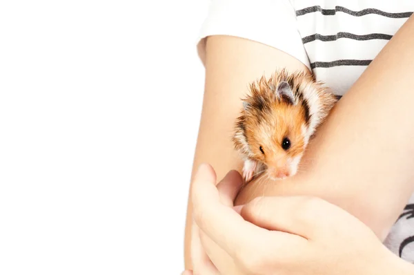 Hamster in the hands of a girl — Stock Photo, Image