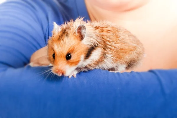 Hamster i händerna på en flicka — Stockfoto