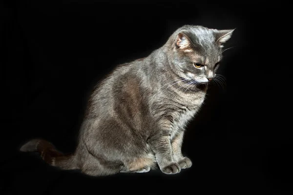 Gatto grigio di razza adulta — Foto Stock