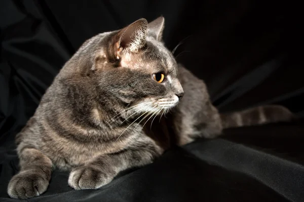 Adult purebred gray cat — Stock Photo, Image