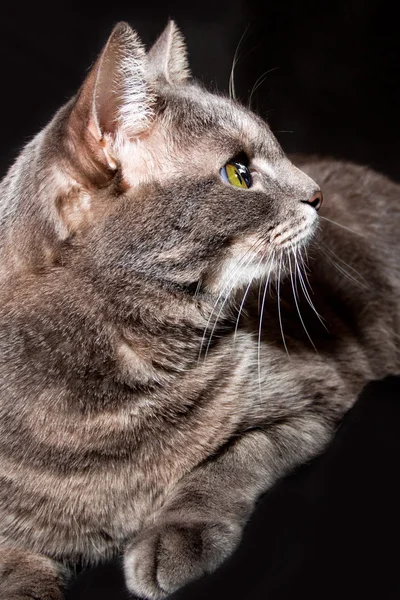 Portrét dospělých šedá kočka — Stock fotografie