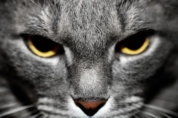 Portrét rozzlobený šedá kočka. — Stock fotografie
