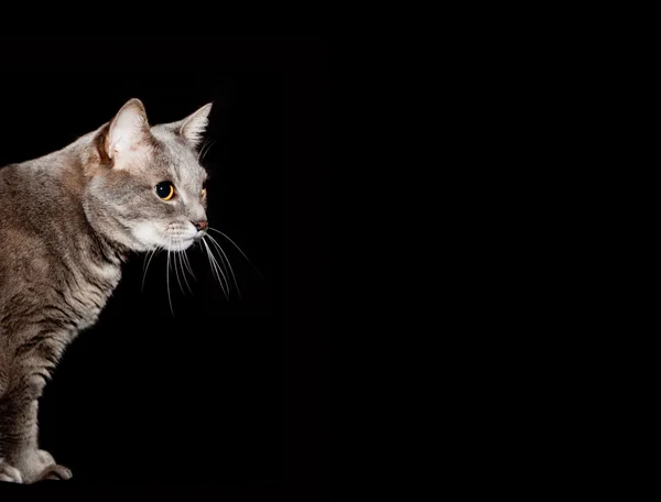 Portrét dospělých šedá kočka — Stock fotografie