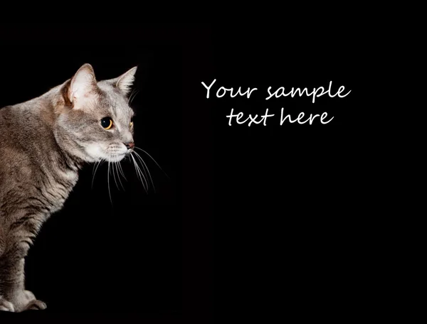 Портрет взрослого серого кота — стоковое фото
