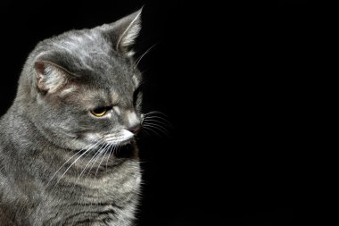 Gri kedi aşağı bakıyor
