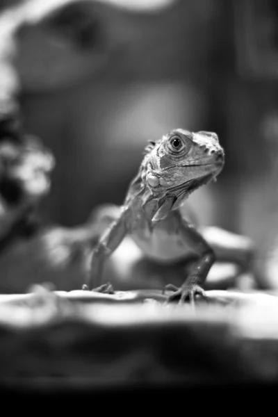 Lizard (black and white) — Stock Photo, Image