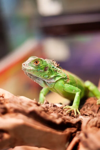 Grüne Eidechse — Stockfoto