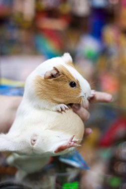 Cavy