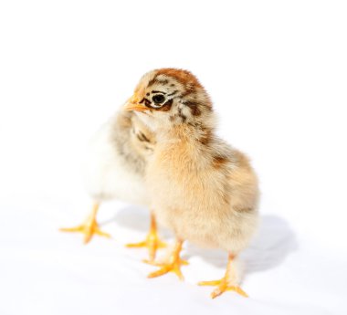 küçük tüylü tavuk