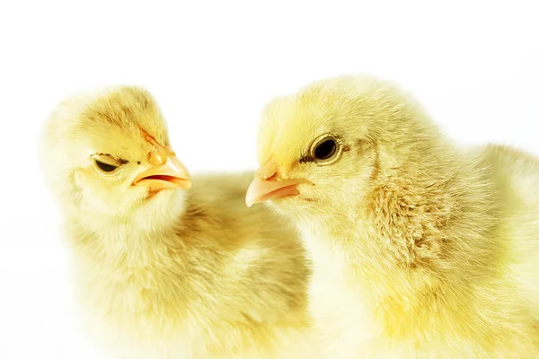 Little fluffy chickens — Stock Photo, Image