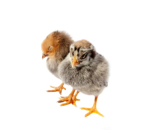 Weinig pluizig kippen — Stockfoto