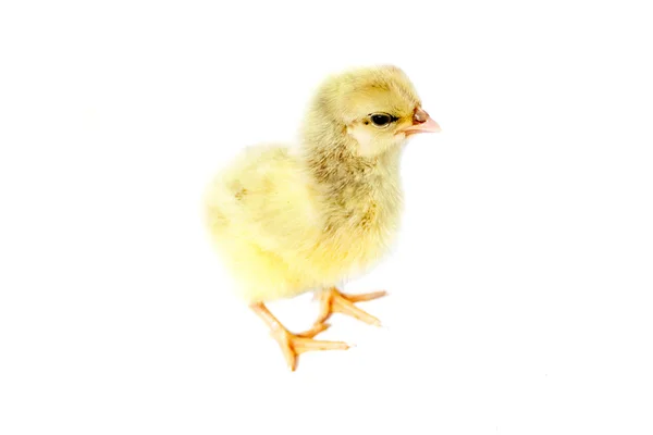 Pequeño pollo esponjoso — Foto de Stock