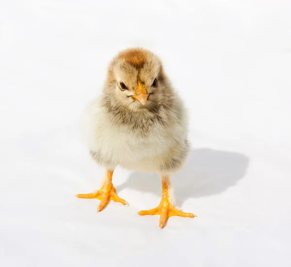 Frango fofinho — Fotografia de Stock