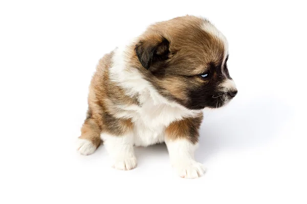Schattige rasechte puppy op een witte achtergrond — Stockfoto