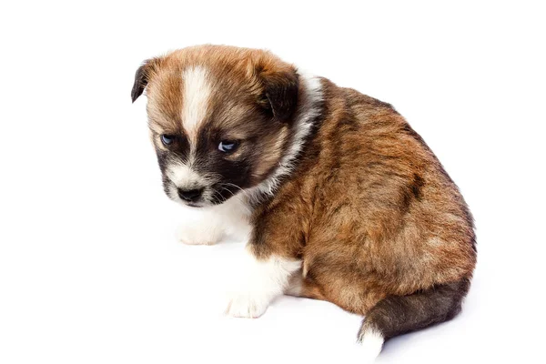 Schattige rasechte puppy op een witte achtergrond — Stockfoto