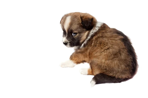 白地にかわいい純血種の子犬 — ストック写真