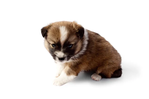 Carino cucciolo di razza su uno sfondo bianco — Foto Stock
