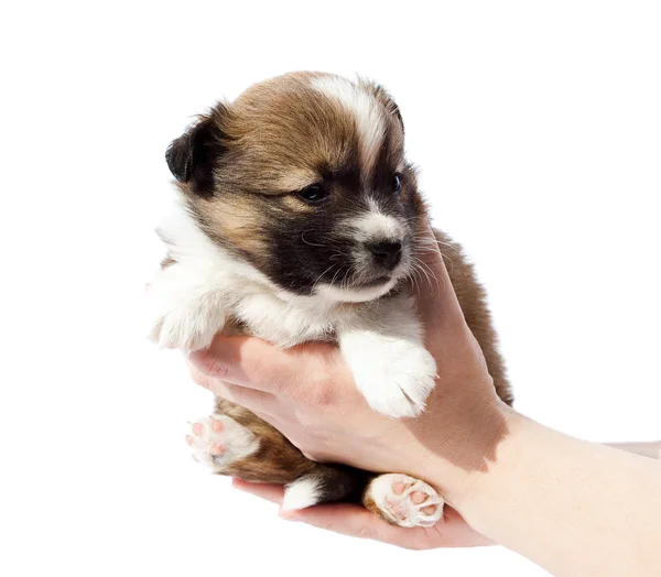 人間の手で純血種の子犬 — ストック写真
