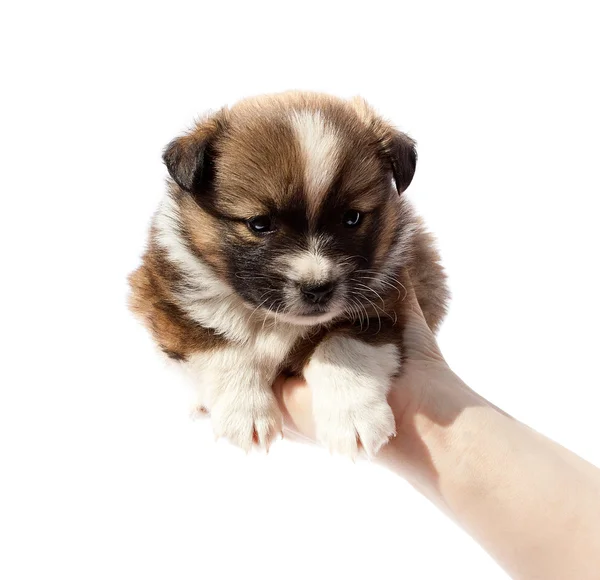 人間の手で純血種の子犬 — ストック写真