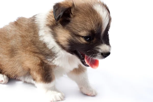 Cute purebred puppy on a white background — Stock Photo, Image