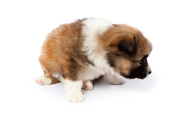 Schattige rasechte puppy op een witte achtergrond — Stockfoto