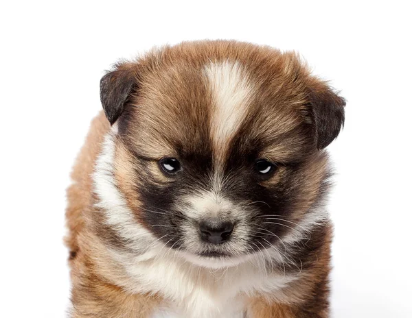 Schattige rasechte puppy op een witte achtergrond — Stockfoto