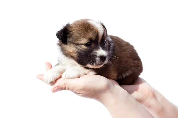 Purebred puppy in human hands Stock Image