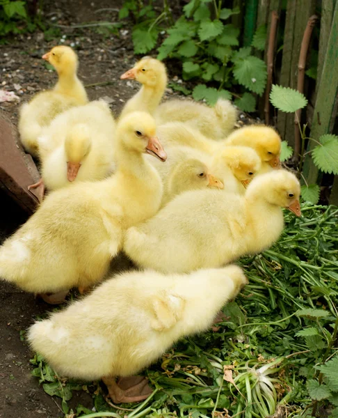 뒤뜰에서 ducklings — 스톡 사진
