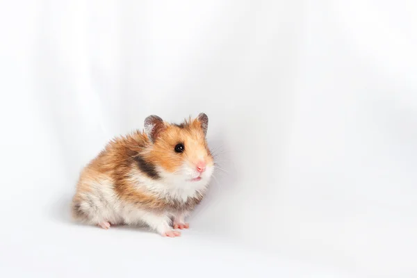 Hamster gaat (geïsoleerd) — Stockfoto