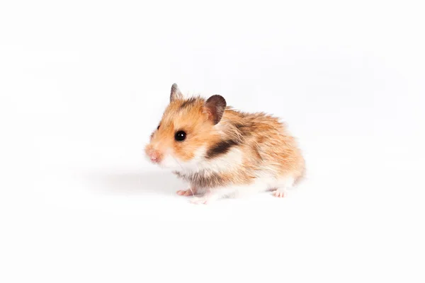 Hamster gaat (geïsoleerd) — Stockfoto