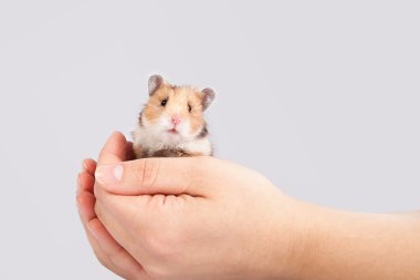 adam elinde küçük hamster