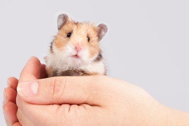 adam elinde küçük hamster