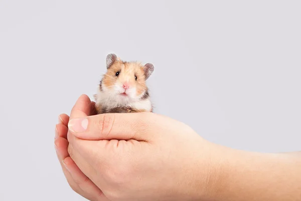 Pequeno hamster nas mãos do homem — Fotografia de Stock