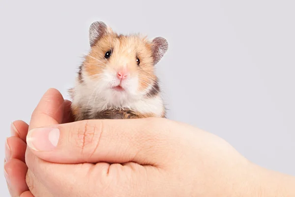 Pequeno hamster nas mãos do homem — Fotografia de Stock