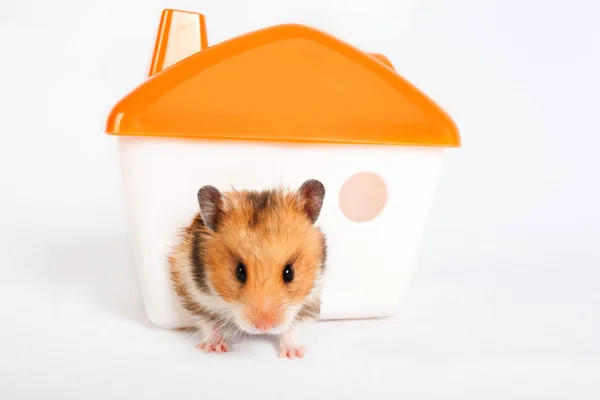 Hamster na casa — Fotografia de Stock