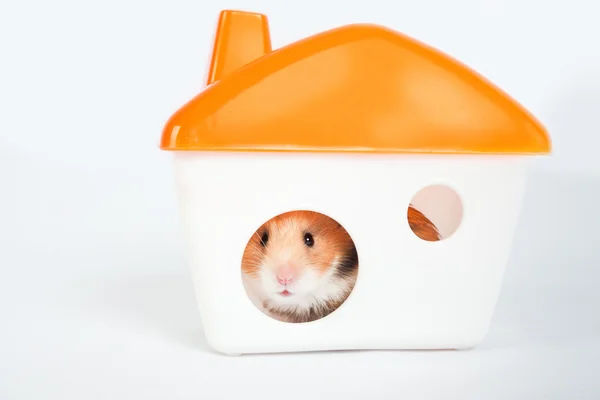 Hamster na casa — Fotografia de Stock