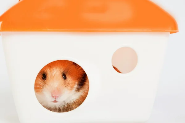 Hamster i huset — Stockfoto