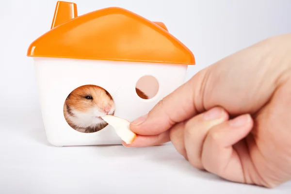 Man voeding een hamster in het huis — Stockfoto