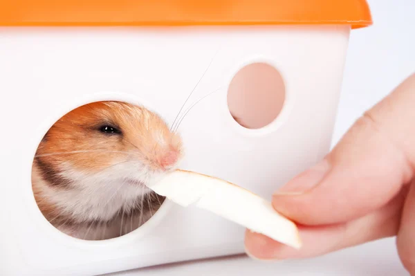 Man voeding een hamster in het huis — Stockfoto
