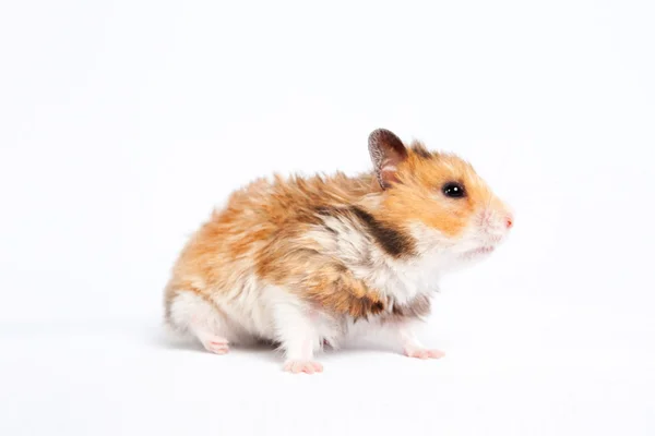 Hamster gaat (geïsoleerd) — Stockfoto