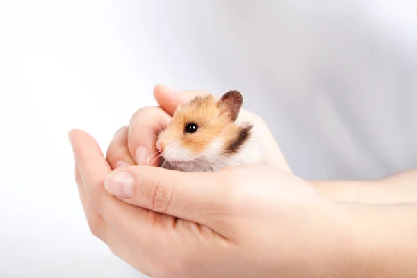 Lilla hamster i händerna på man — Stockfoto