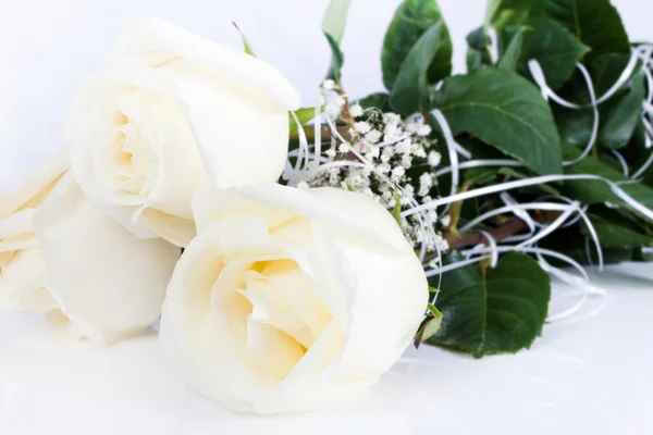 Beautiful white rose — Stock Photo, Image