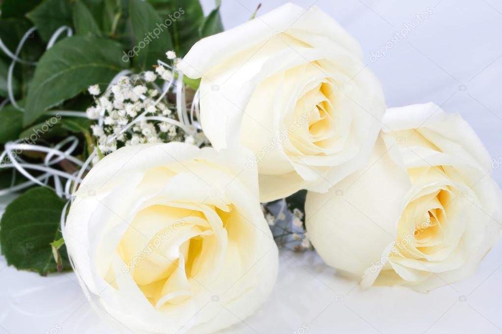 Большие Белые Розы Фото