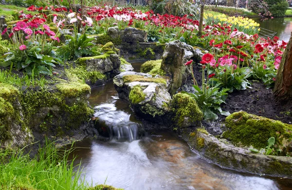 Színes tulipán virágok Keukenhof Hollandiában Jogdíjmentes Stock Fotók