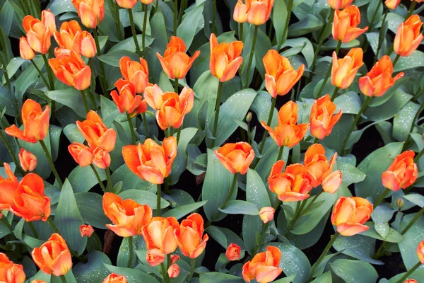 Red and white Tulips in Keukenhof Flower Garden,The Netherlands — Stock Photo, Image