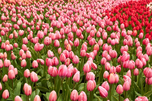 Tulipas vermelhas e rosa em Keukenhof Flower Garden, Países Baixos — Fotografia de Stock
