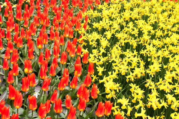 Tulipas vermelhas e narciso amarelo em Keukenhof Flower Garden, Países Baixos — Fotografia de Stock