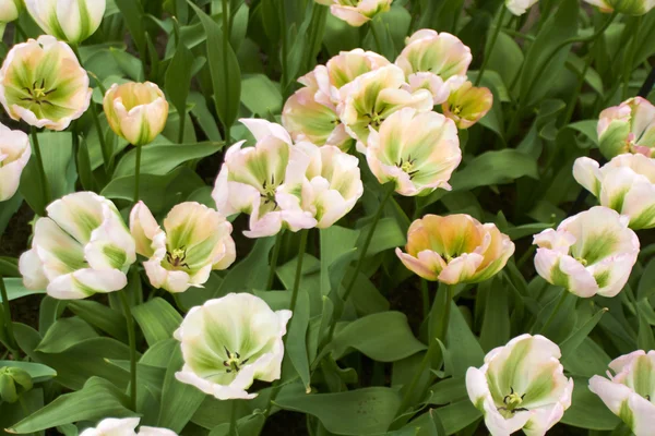 White Tulips in Keukenhof Flower Garden — Stock Photo, Image