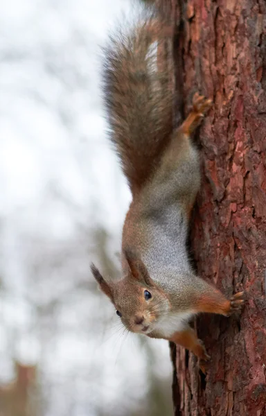 Esquilo de cabeça para baixo em uma árvore na floresta — Fotografia de Stock