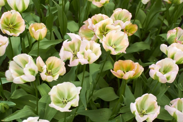 Tulipani bianchi nel giardino dei fiori Keukenhof Fotografia Stock